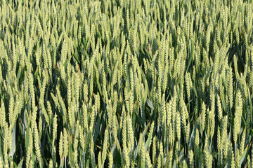 Weizen,  Winterweizen,  Triticum aestivum