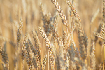 Weizen,  Winterweizen,  Triticum aestivum
