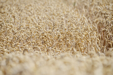 Weizen,  Winterweizen,  Triticum aestivum