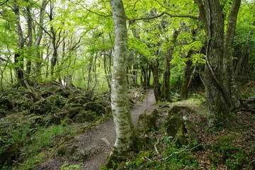 Obraz premium mossy rocks and old trees in wild forest 