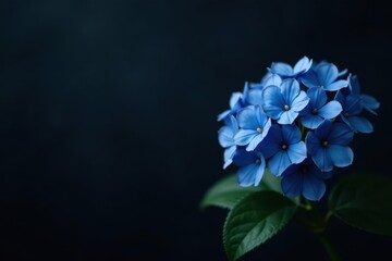Deep blue blossoms tightly clustered, creating a full, rich bouquet against a matte black background , dramatic, image, floral photography