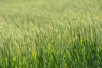 Weizen,  Winterweizen,  Triticum aestivum