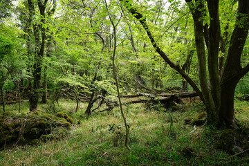 mossy rocks and old trees in wild forest
