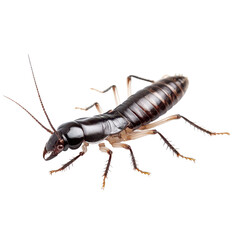 Detailed view of a black tree cricket showcasing its distinct features in a natural light setting