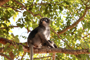 Cute dusky leaf monkey, spectacled langur sits on a tree branch in the jungle in its natural habitat