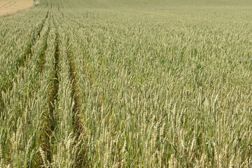Weizen,  Winterweizen,  Triticum aestivum