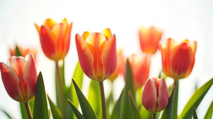 Naklejka premium Tulpenpracht