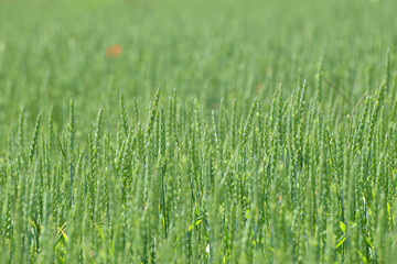 Weizen,  Winterweizen,  Triticum aestivum
