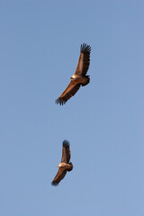 Griffon vultures (Gyps fulvus) soaring in the clear blue sky.