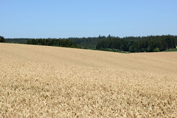 Weizen,  Winterweizen,  Triticum aestivum