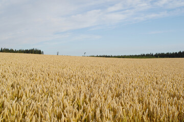 Weizen,  Winterweizen,  Triticum aestivum
