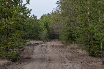 Rural road in spring pine forest.