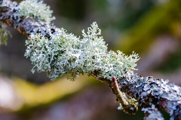 Closeup of pale green lichen growing silently on tree branch in springtime forest. Macro perspective of textured lichen on branch, still moment in calm forest with soft background blur.