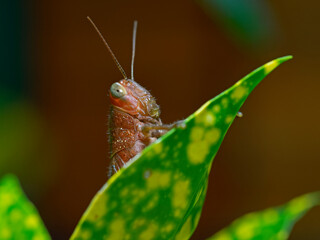 Brown grasshopper on top of a plant leaf