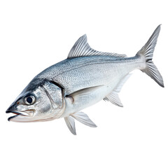 Fototapeta premium Fish swimming in clear water environment showing detailed scales and fins