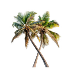 Two Palm Trees Crossing on White or Transparent or Transparent Background Tropical Nature Concept
