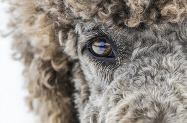 Professional close-up photo of a Poodle with thick shiny curls, alert gaze