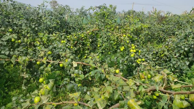 Fruit tree with unripe Red jujube fruits or apple kul boroi in the autumn garden