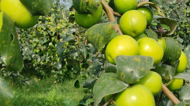 Fruit tree with unripe Red jujube fruits or apple kul boroi in the autumn garden