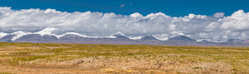 Panorama of the Tibetan antelopes on the fields of no mans land of Kunlun mountains and Hoh Xil