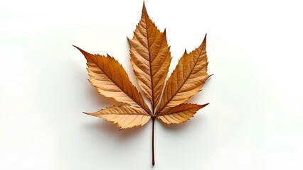 Fototapeta premium Dry Autumn Leaf on a White Background Showcasing Natural Textures