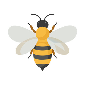 Bee: The Diligent Pollinators of Nature