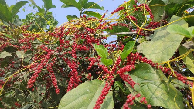 Heart leaved moonseed fruit, Tinospora Cordifolia Fruit and leaf in the garden.