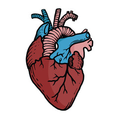 human organs coloring