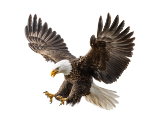 a majestic bald eagle mid-jump with its wings slightly open, heroic pose for American celebration poster on transparent background