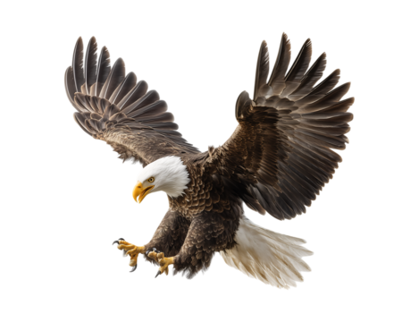 a majestic bald eagle mid-jump with its wings slightly open, heroic pose for American celebration poster on transparent background