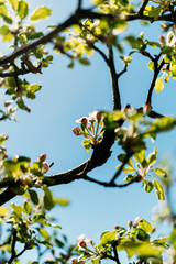 A close-up of apple blossoms on a tree branch, highlighting intricate floral details. Ideal for stock photos related to weddings, invitations, and luxury branding