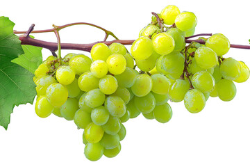 Bunch of Fresh Green Grapes Hanging on the Vine Closeup