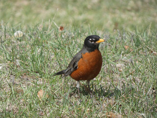 A robin walking through the grass on a sunny day