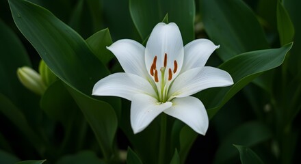 Fototapeta premium Close up of elegant white lily flower in full bloom