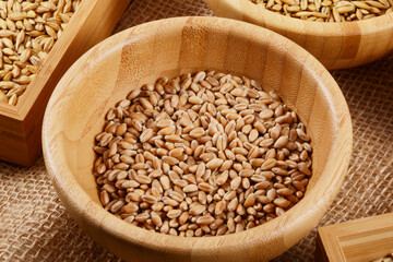 Weizen, Winterweizen, Triticum aestivum L.  Samen,  Körner