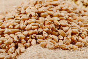 Weizen, Winterweizen, Triticum aestivum L.  Samen,  Körner