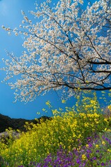 美しい桜景色