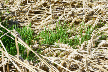 Weizen,  Winterweizen,  Triticum aestivum