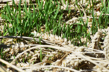 Weizen,  Winterweizen,  Triticum aestivum