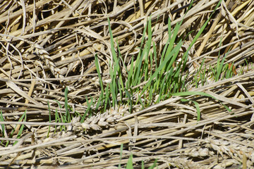 Weizen,  Winterweizen,  Triticum aestivum