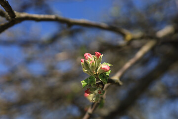 Macro shot of an apple tree bud about to bloom, with petals beginning to emerge against a blurred...