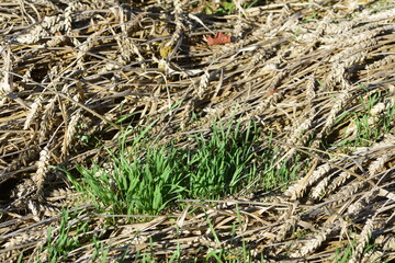 Weizen,  Winterweizen,  Triticum aestivum