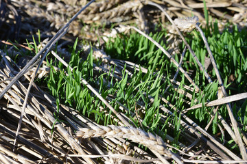 Weizen,  Winterweizen,  Triticum aestivum