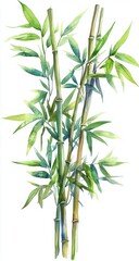 Watercolor illustration of lush bamboo stalks against a white background