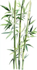 Fototapeta premium Watercolor illustration of three bamboo stalks against a white background