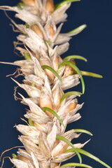 Weizen,  Winterweizen,  Triticum aestivum