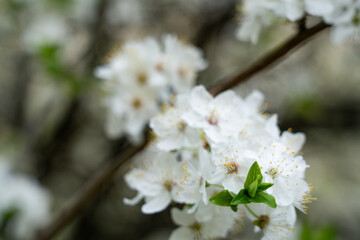 White blossoms bloom on a branch in springtime nature setting