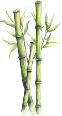 Obraz premium Watercolor illustration of three bamboo stalks with leaves against a plain background. Possible use background, pattern, textile design