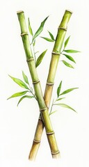 Obraz premium Watercolor illustration of crossed bamboo stalks with leaves, isolated on white
