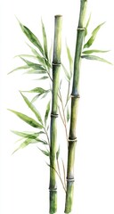 Watercolor illustration of three bamboo stalks, isolated on white, with leaves.  Possible use greeting card, poster, book cover, or wallpaper